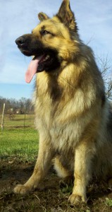 Big Bear Pose 2 | Long Haired German Shepherd