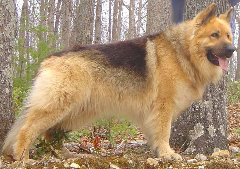 Long haired 2024 male german shepherd