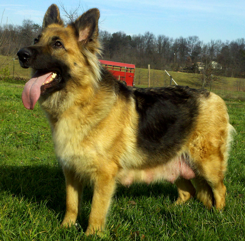 Dakota Pose 1 | Long Haired German Shepherd