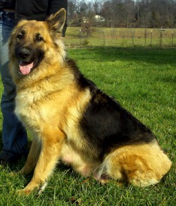 Dakota Pose 2 | Long Haired German Shepherd