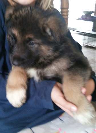 Puppy 1 | Long Haired German Shepherd