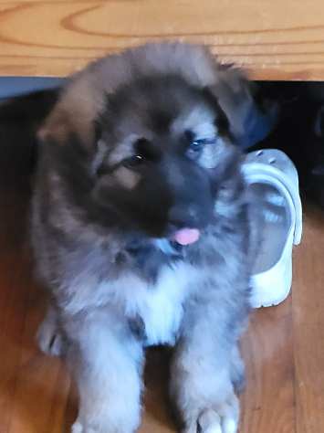 Puppy 2 | Long Haired German Shepherd