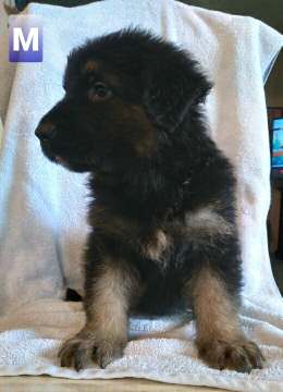 Puppy 1 | Long Haired German Shepherd