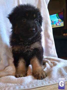 Puppy 2 | Long Haired German Shepherd