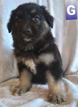 Puppy 1 | Long Haired German Shepherd