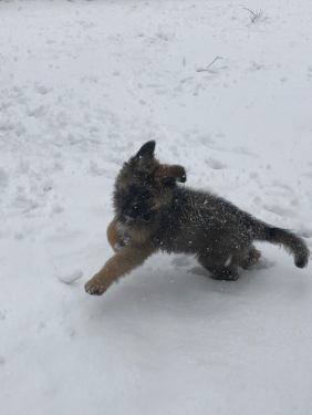 Puppies | Long Haired German Shepherd