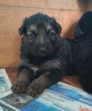 Puppy 2 | Long Haired German Shepherd